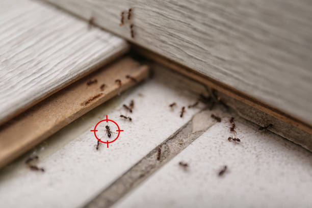 Wasp Removal Services in Chestertown, MD