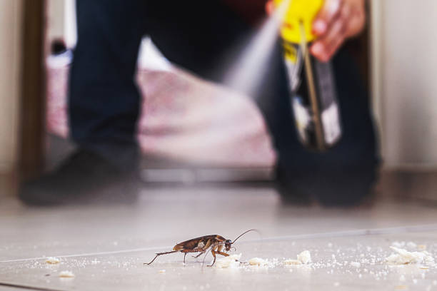Best Flea Control Services  in Chestertown, MD