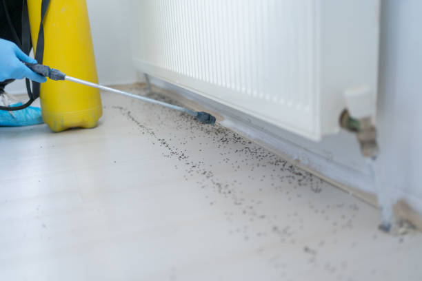 Best Wasp Removal Services  in Chestertown, MD
