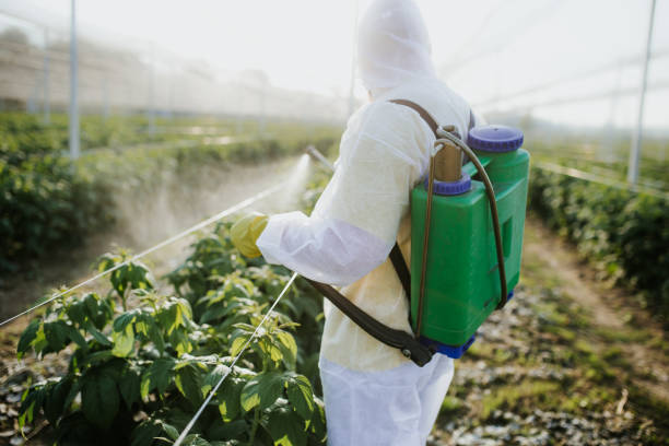 Reliable Chestertown, MD Pest Control Solutions